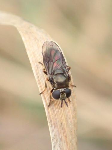 Pipizella sp.